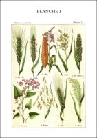 Planche 1 du livre Les plantes qui nourrissent