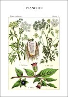 Planche 1 du livre Les plantes qui tuent
